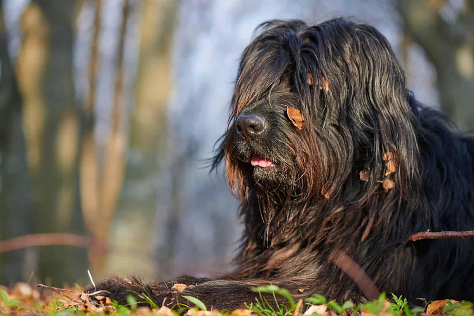 bergamasco shepherd dog lying in the park