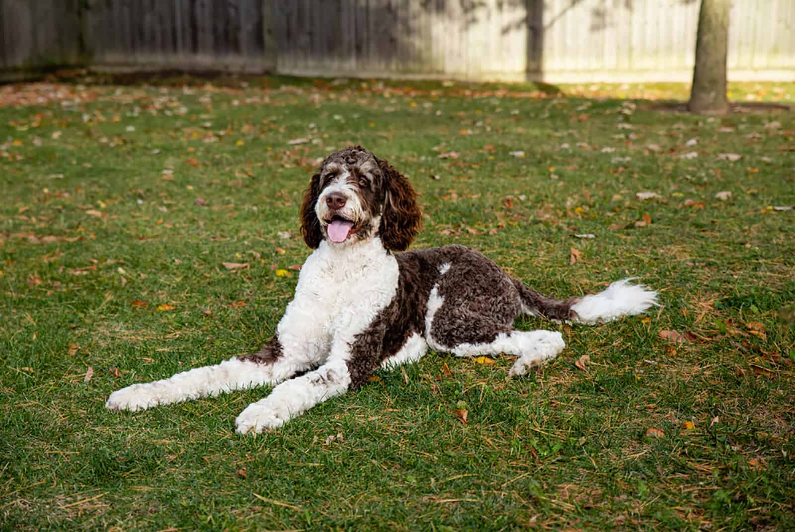 bernedoodle dog in the park