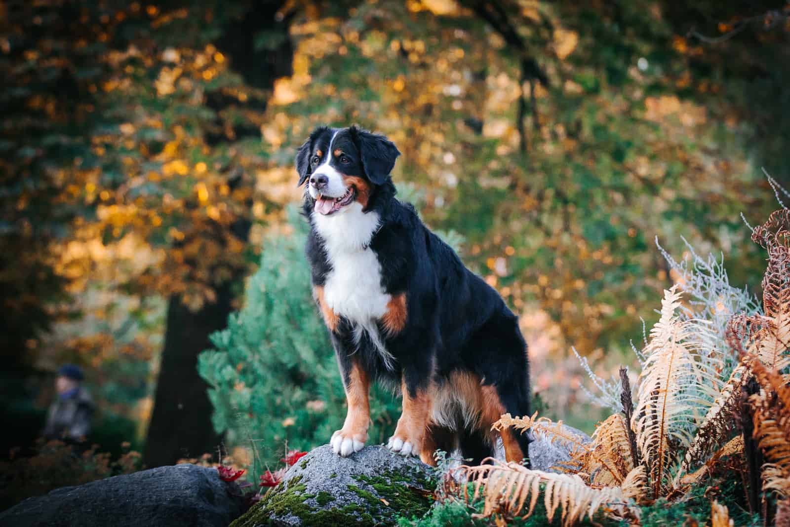 bernese mountain dog in nature