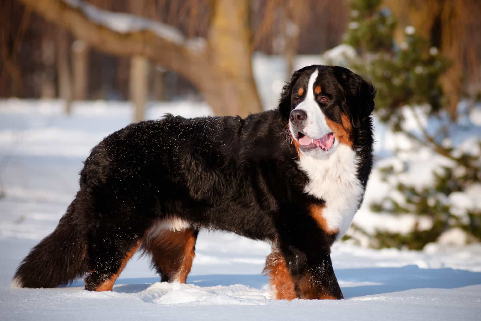 bernese mountain dog in snow