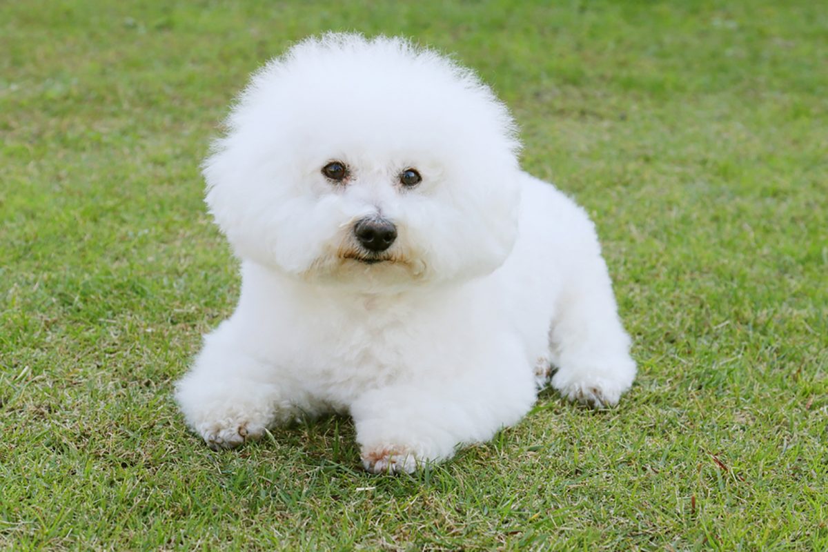 15 Dogs That Look Like Pandas: Find Your Panda Puppy
