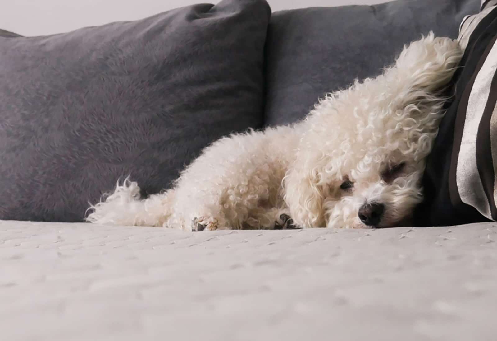 bichon frise sleeping on the couch