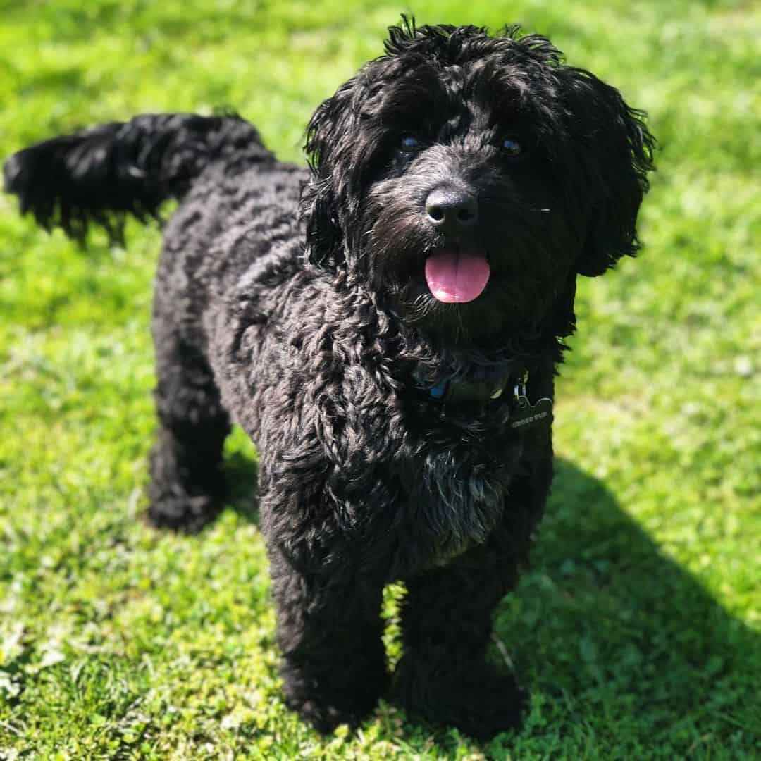 black A Blue Heeler Poodle Mix dog