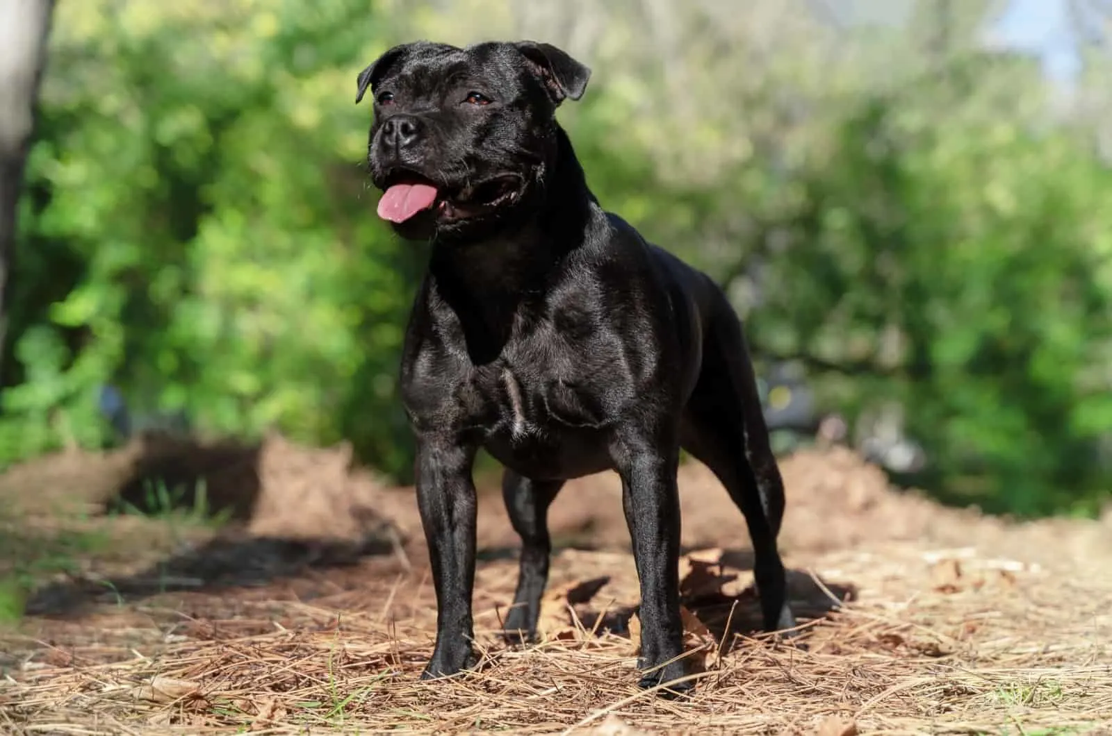 black Staffordshire Bull Terrier