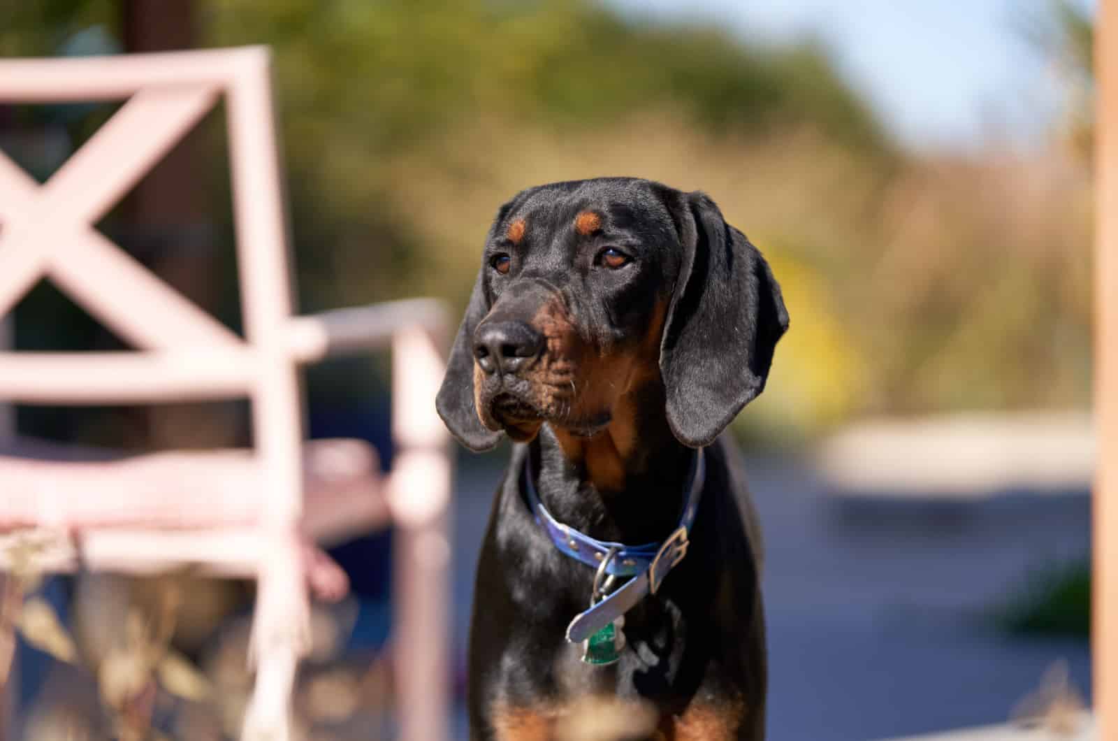 black and tan coonhound