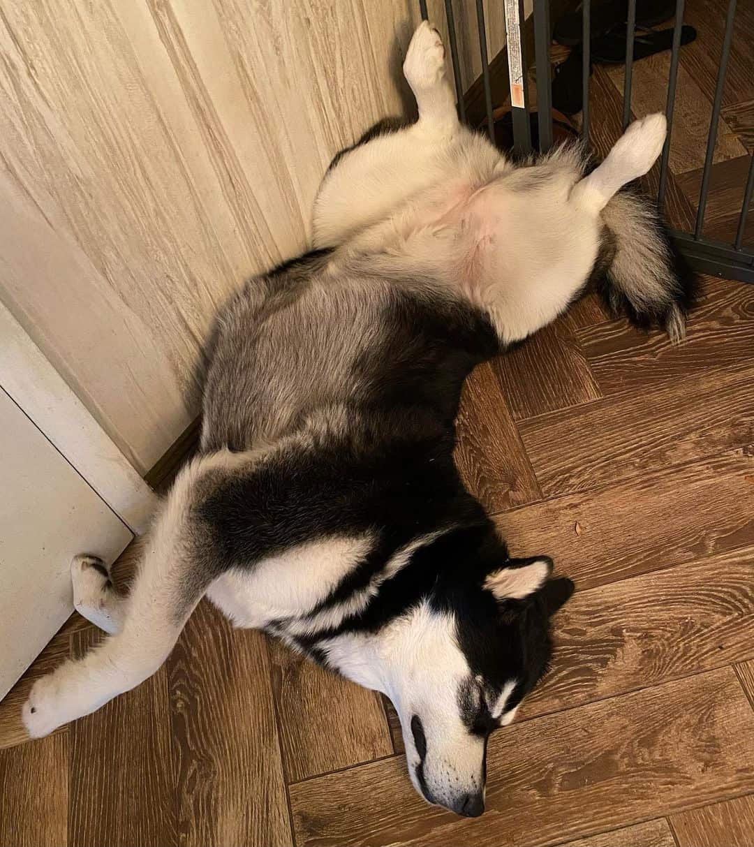 black and white alaskan malamute