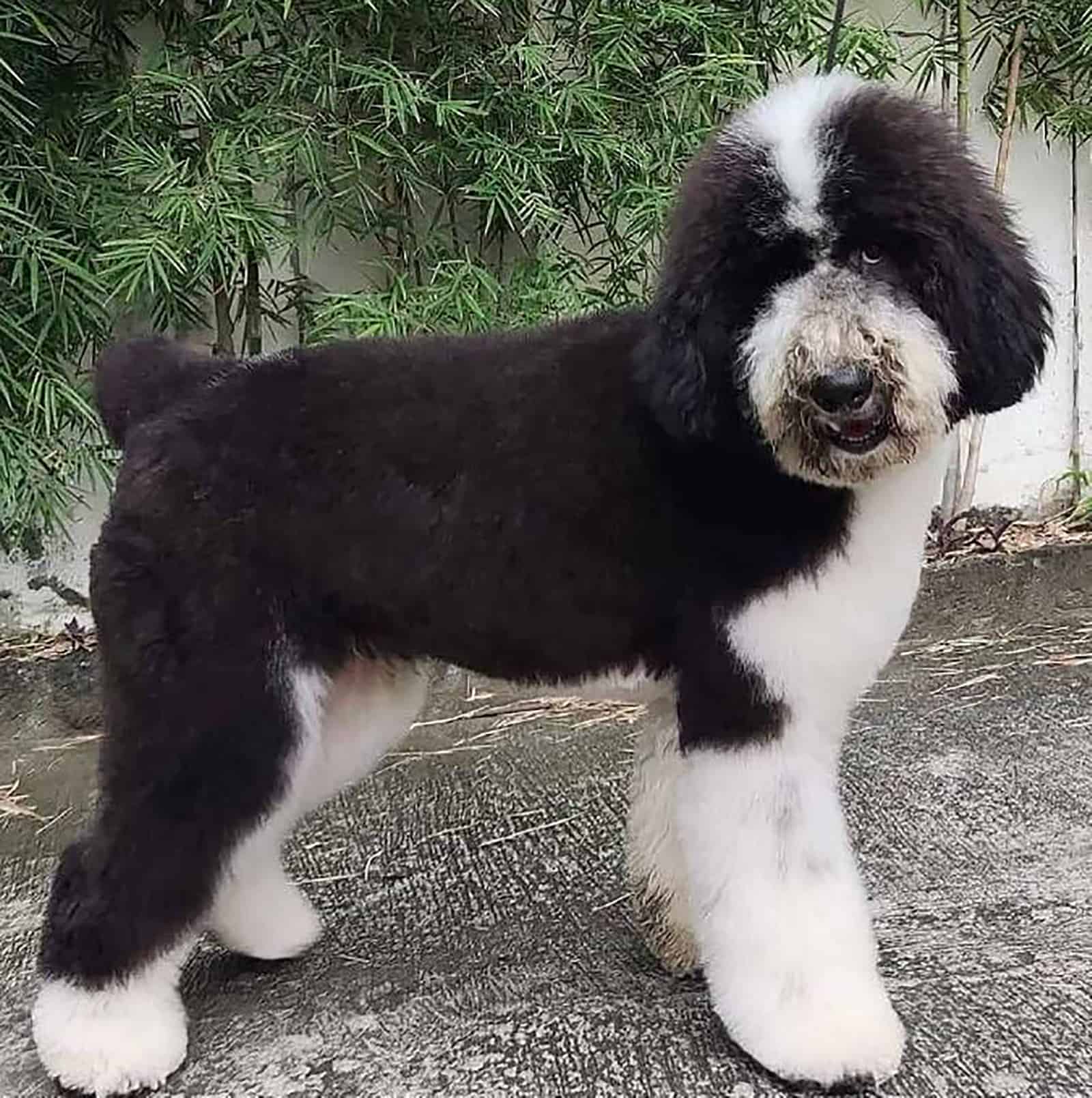black and white giant poodle in the yard