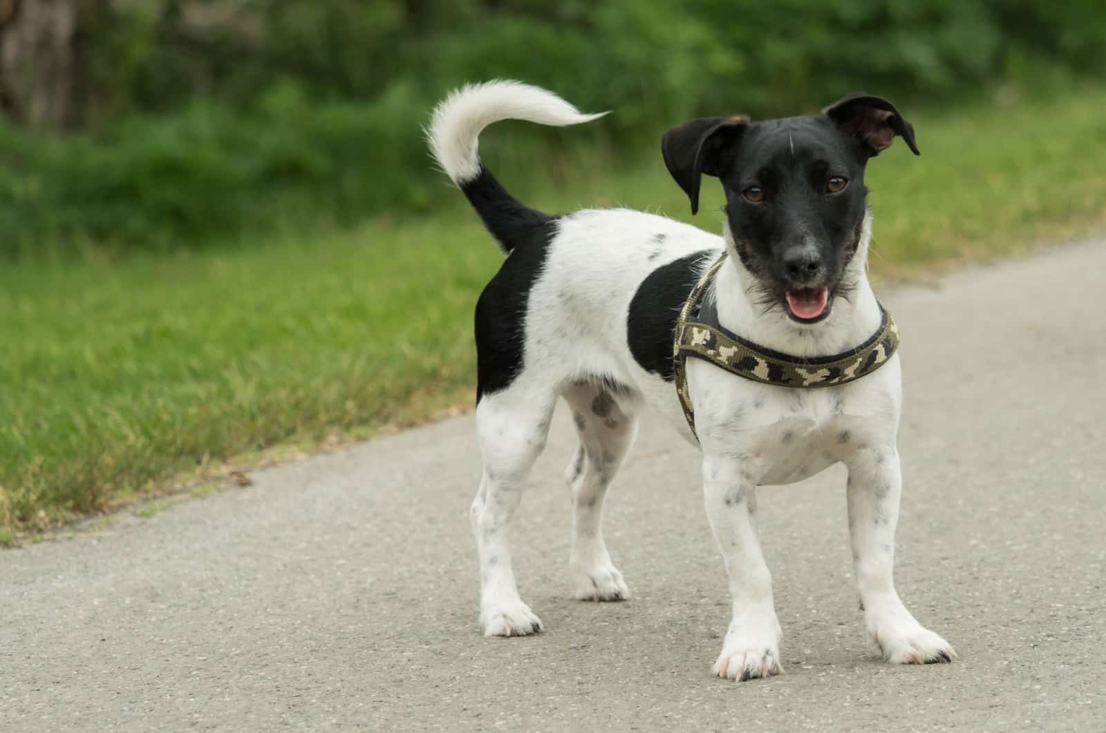 black and white jack russel