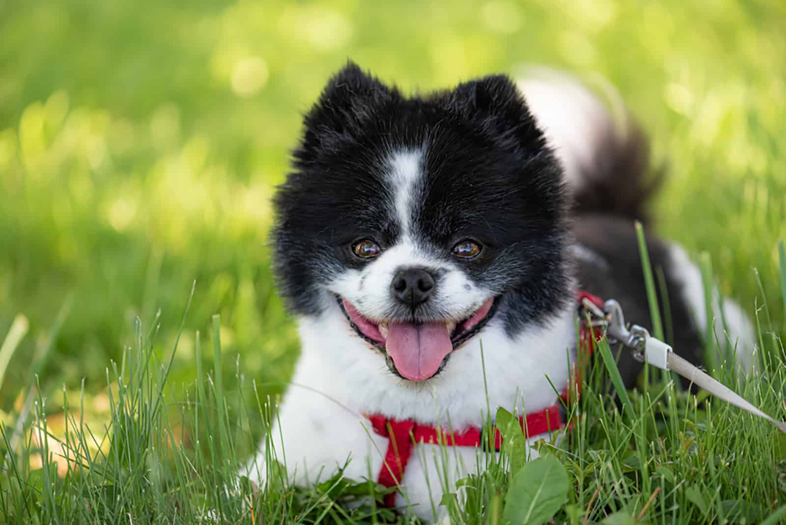 black and white pomeranian puppy lying in the grass