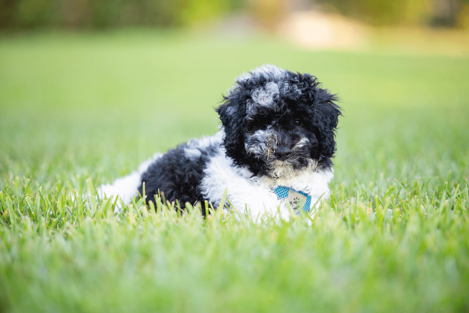 black and white poodle sitting in the grass