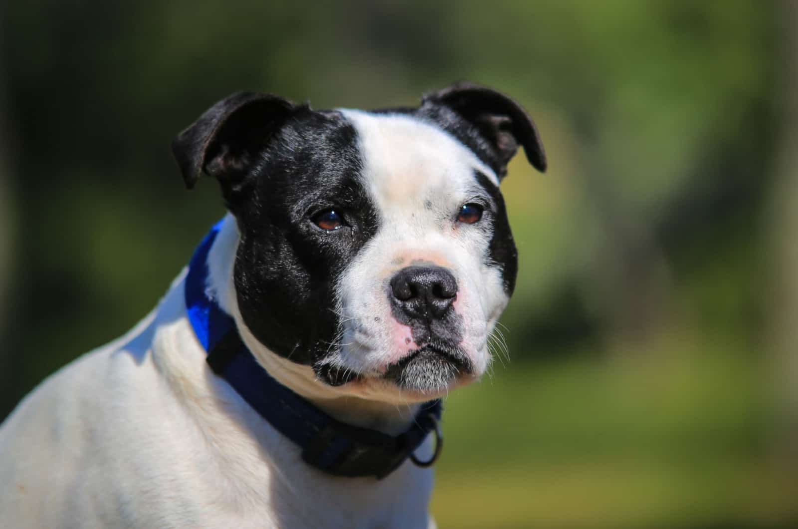 black and white staffie