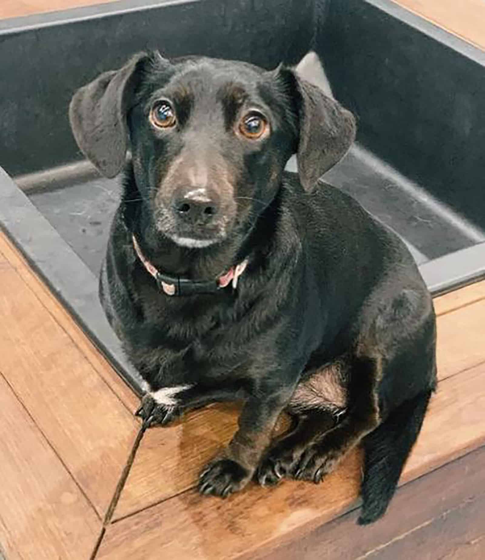 black border collie dachshund dog sitting on the floor