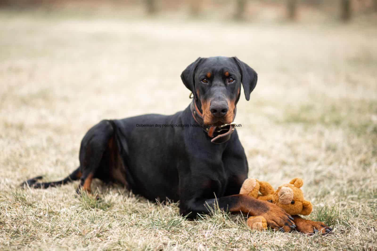black doberman with his toy outdoor