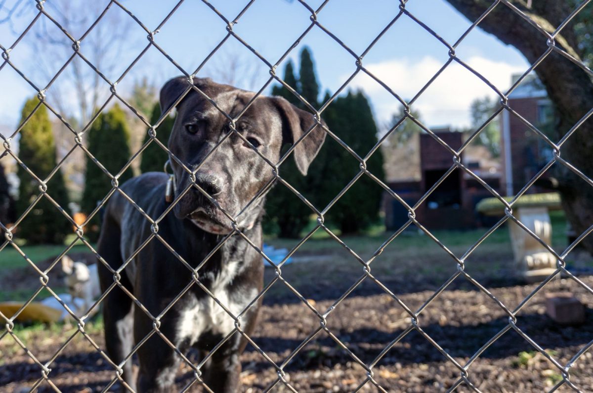 4 Steps To A Chicken Wire Dog Fence For Your Canine Houdini