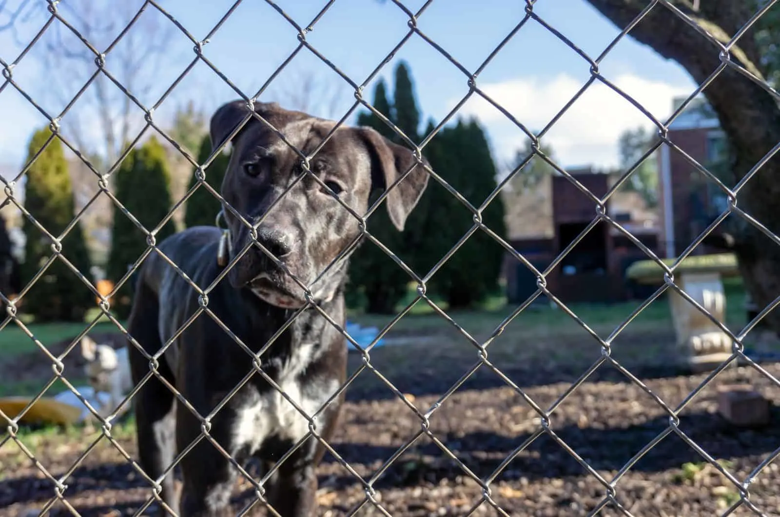 black dog standing by Chicken Wire Dog Fence