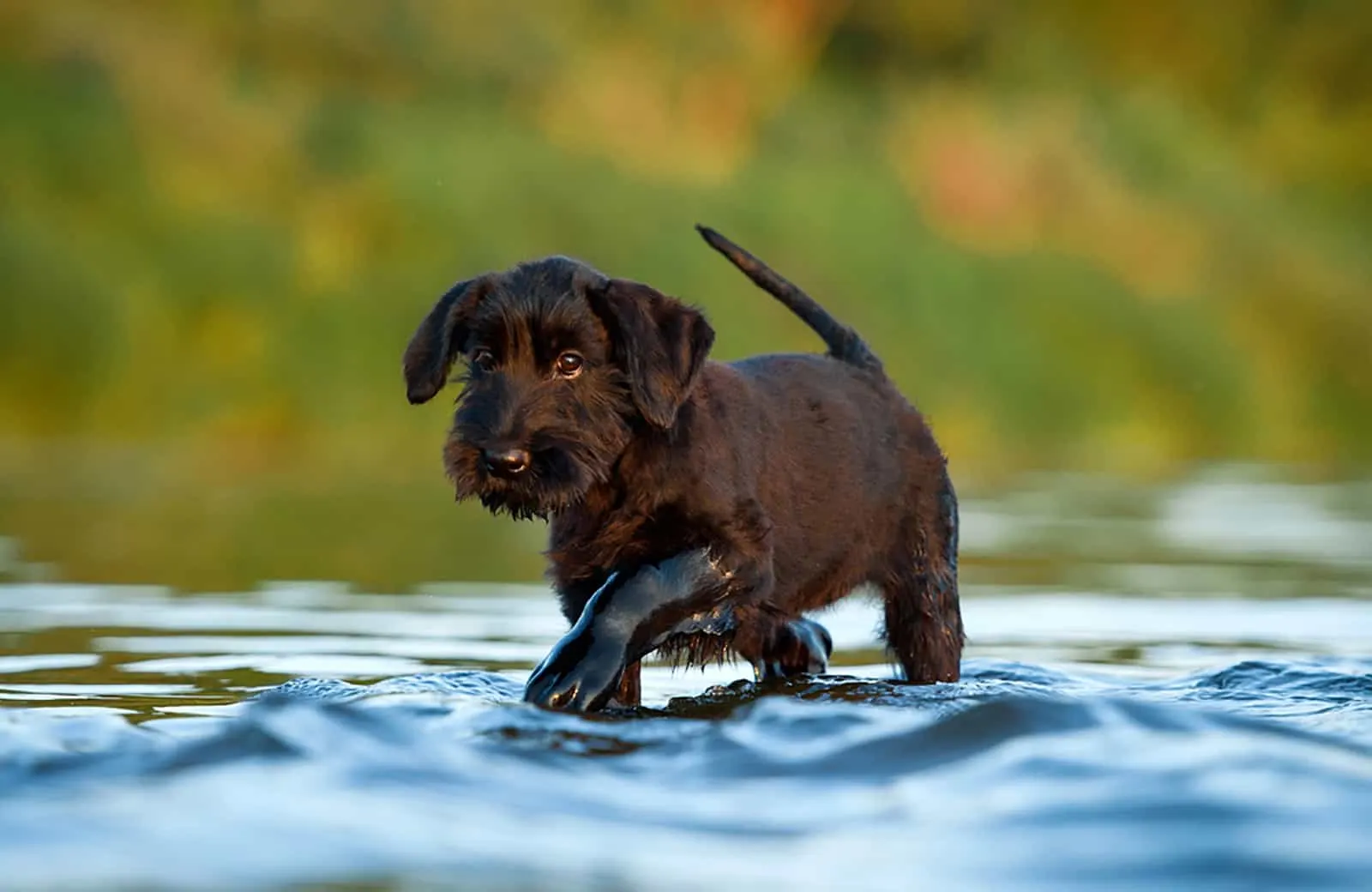 black giant schnauzer puppy standing in water