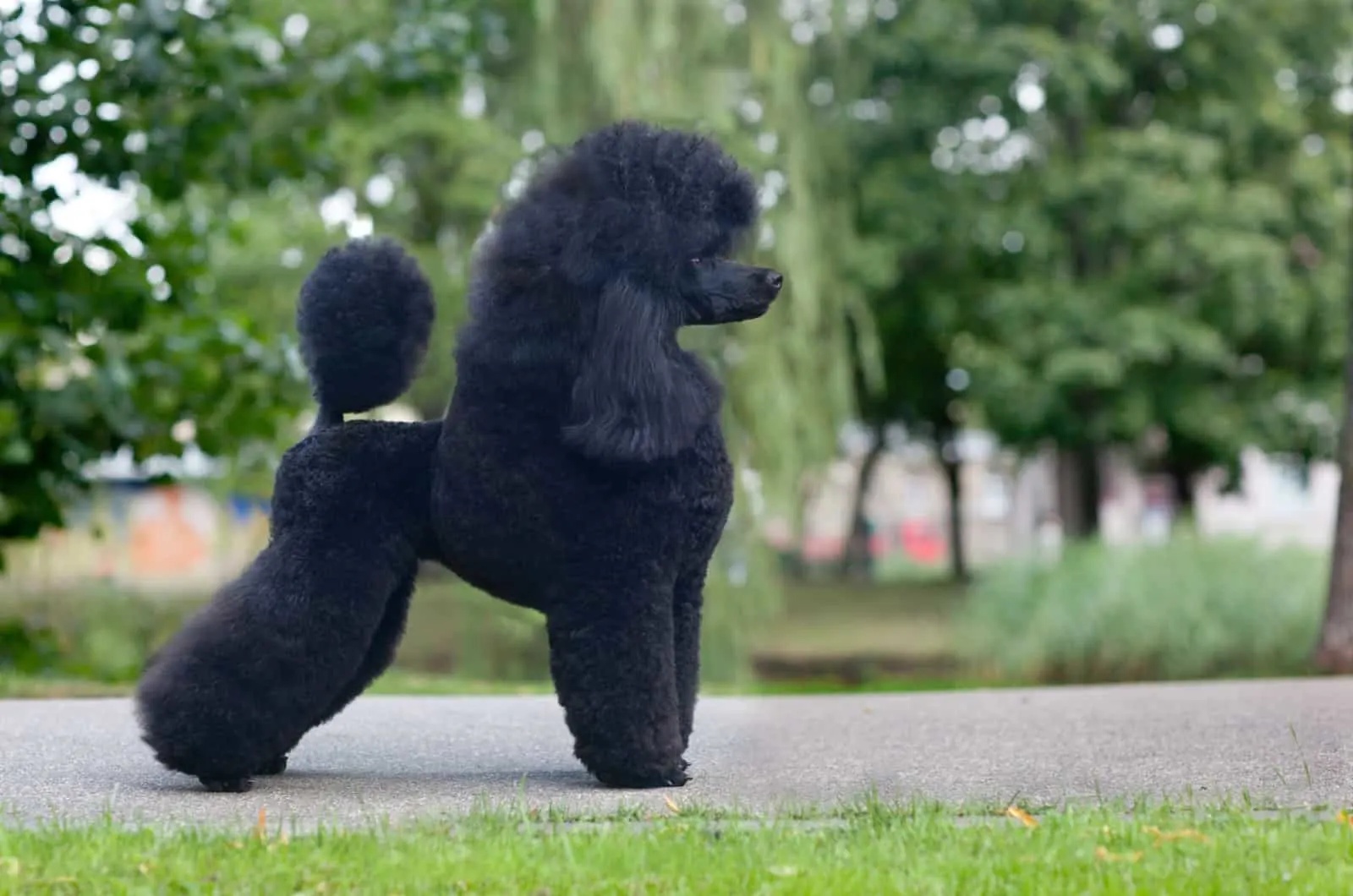 black moyen poodle