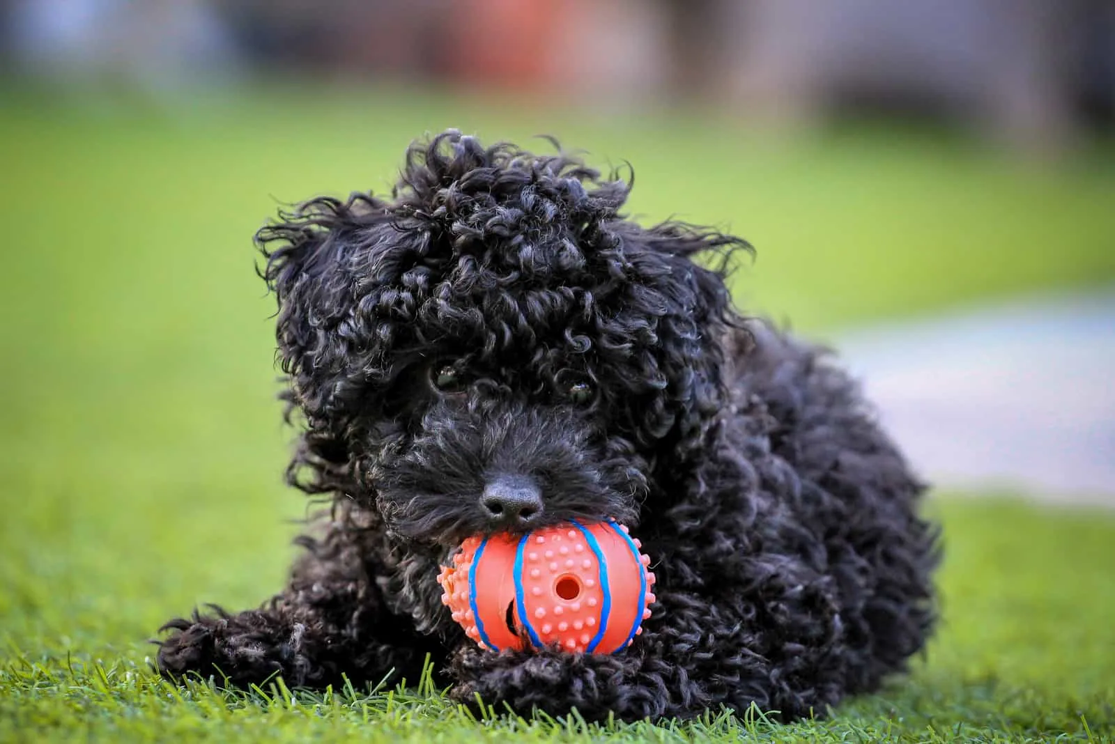 black poodle playing on grass