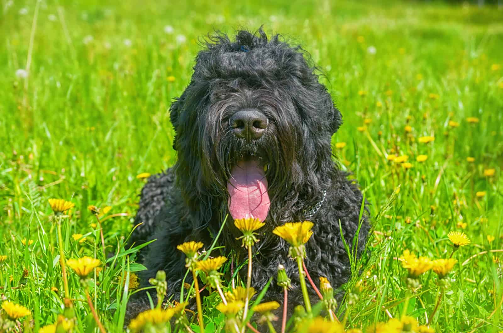 black russian terrier lying in the grass