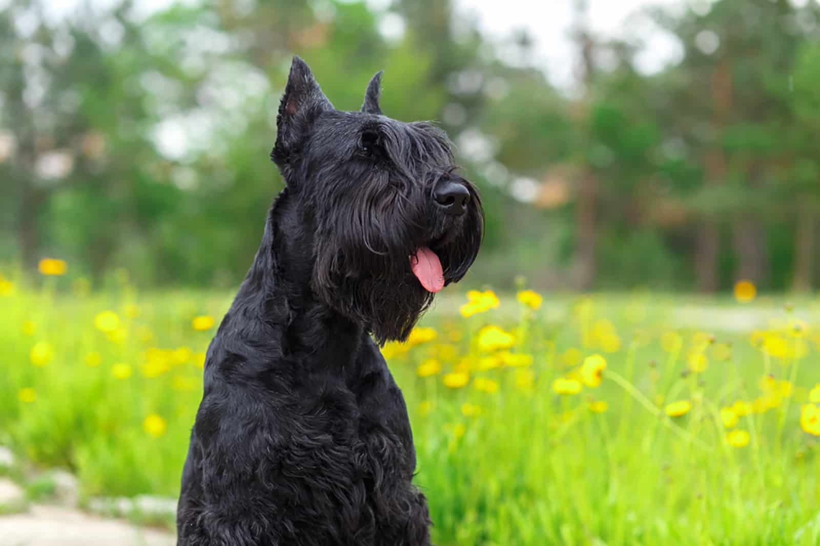 black schnauzer with cropped ears sitting in the field