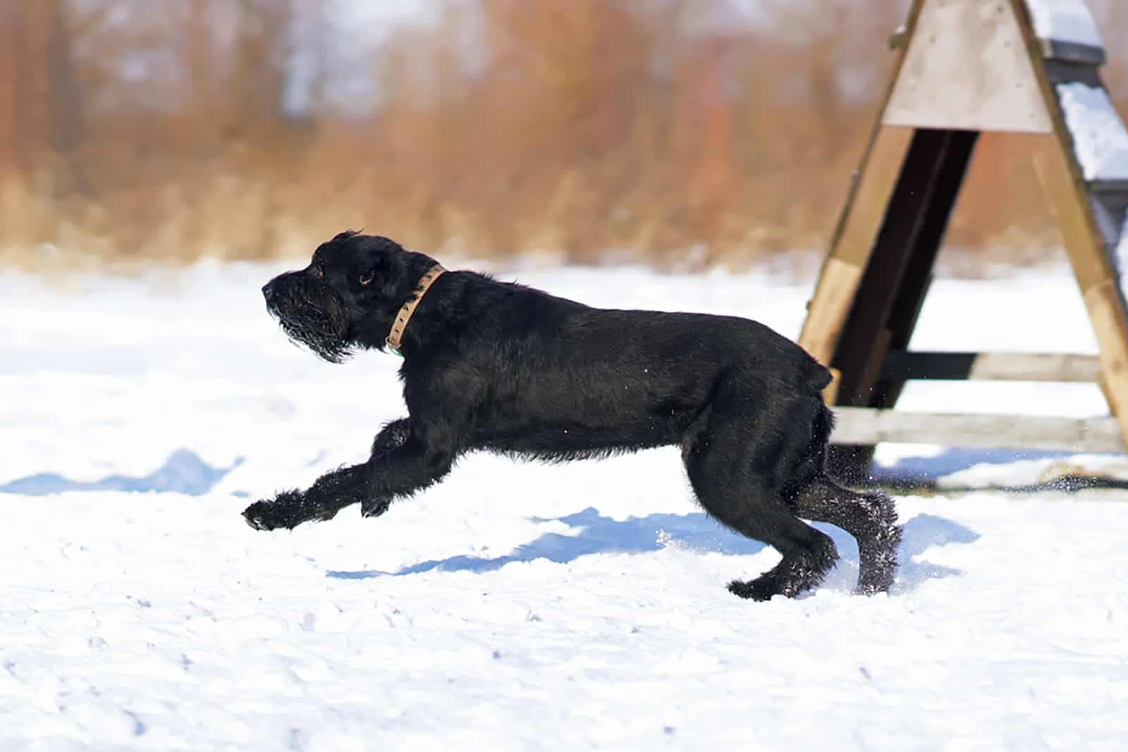 black schnauzer with docked tail running in the snow