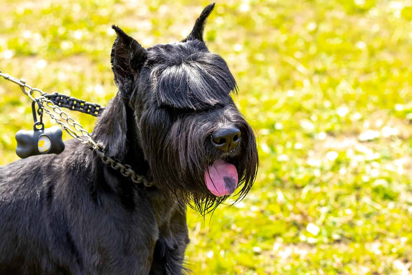 black schnauzer with cropped ears