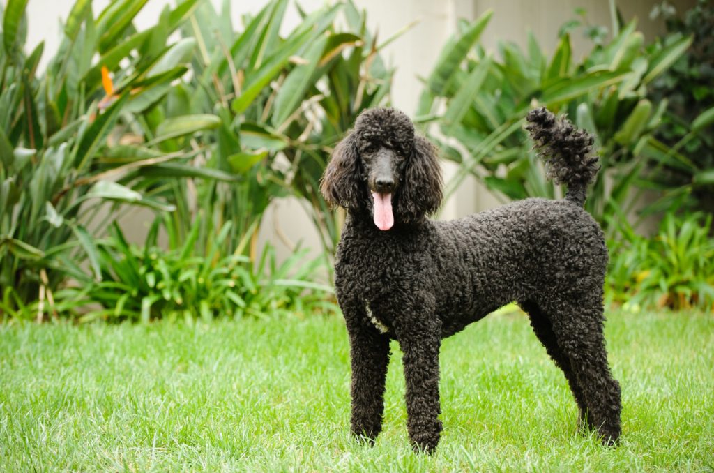 black standard poodle