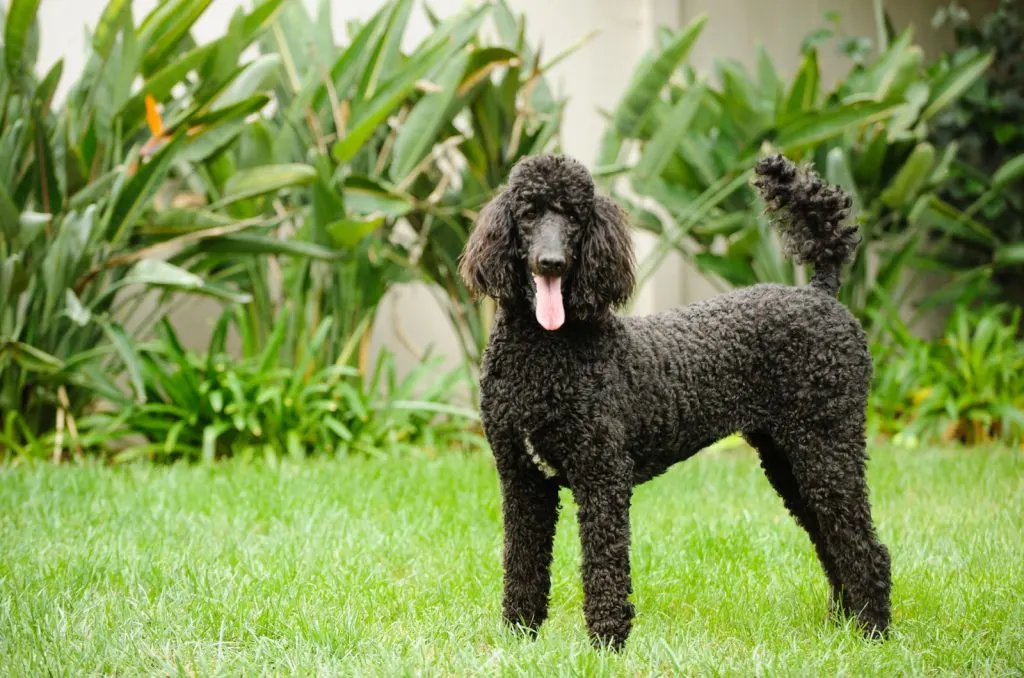 black standard poodle