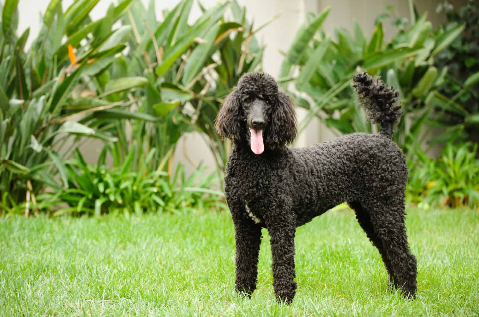 black standard poodle