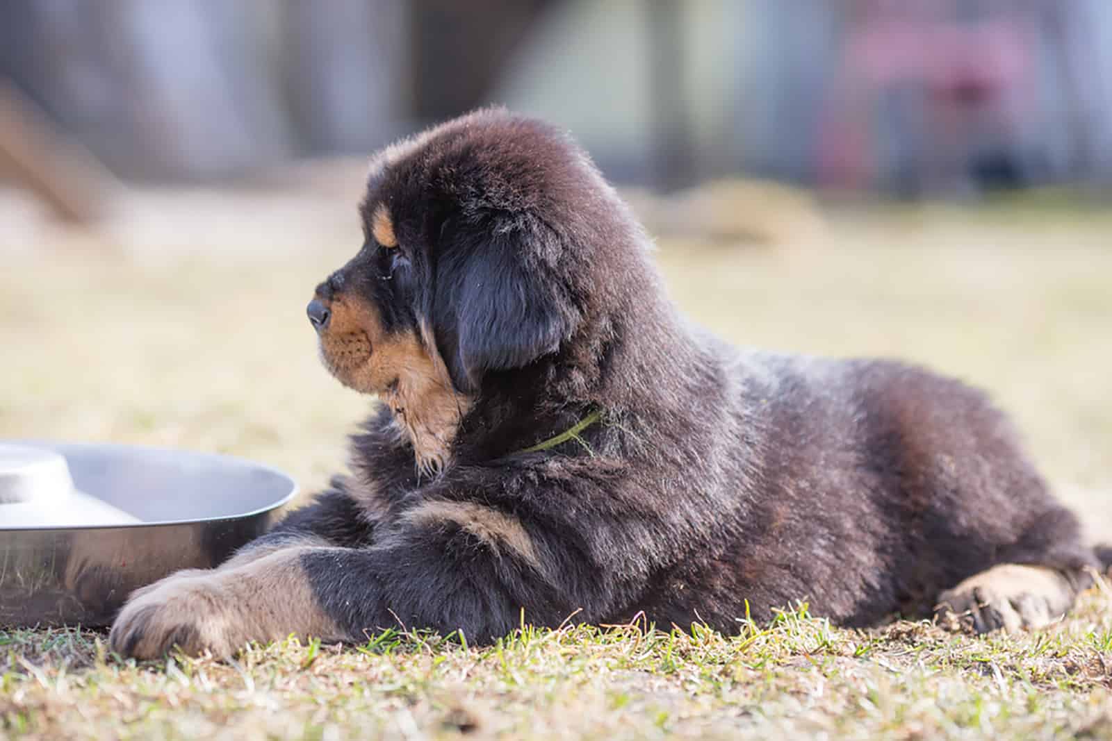 black tibetan mastiff puppy lying next to feeding bowl