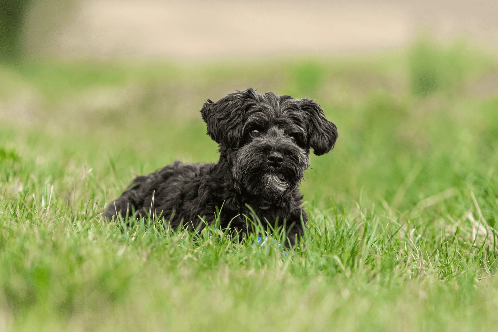 black yorkie puppy