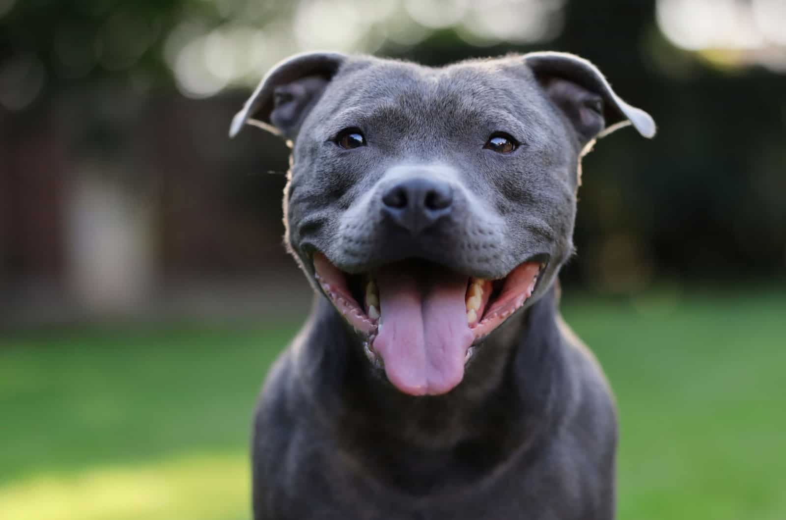 blue Blue Staffordshire Bull Terrier