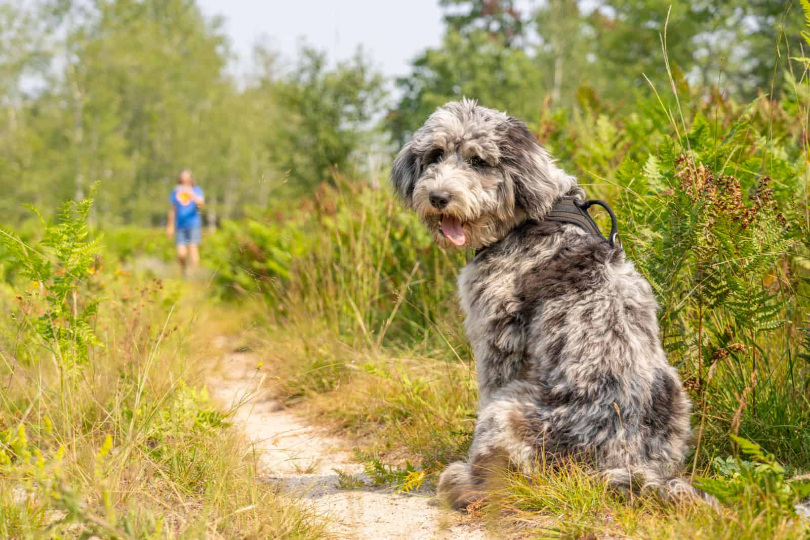 blue merle aussiedoodle in nature