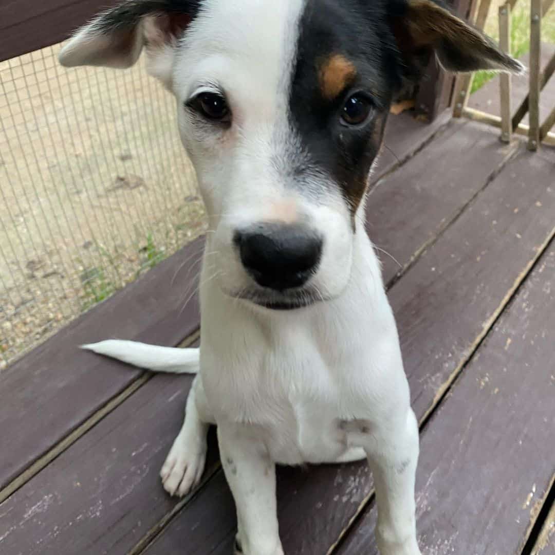 bluetick rat terrier mix