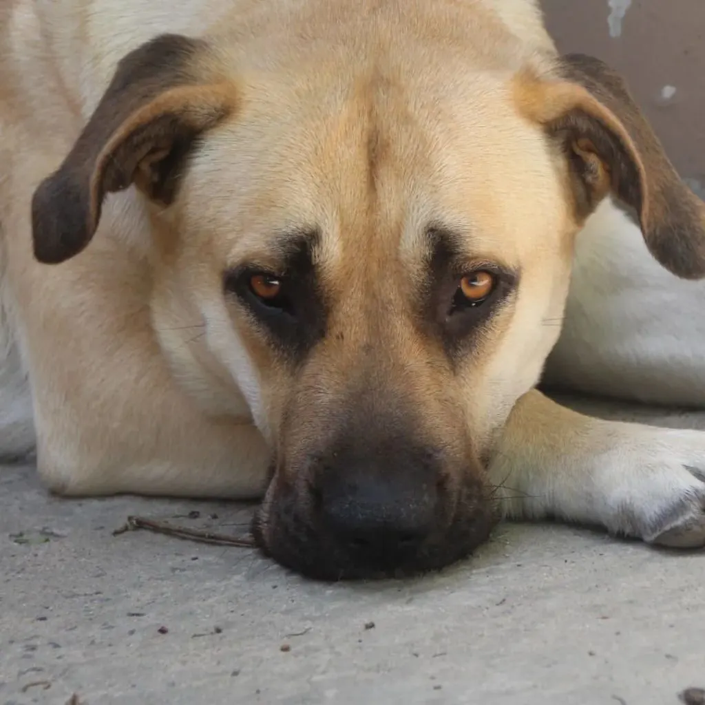 boerboel gsd mix