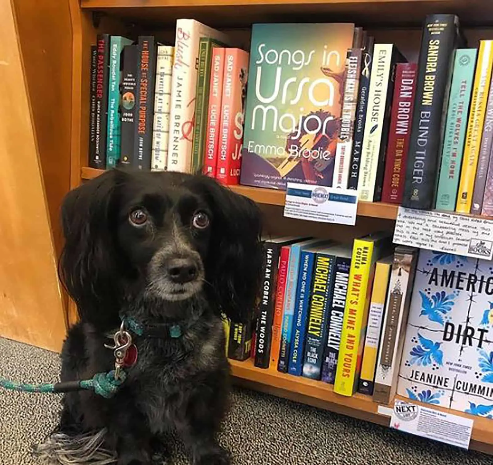 border collie dachshund dog sitting on the floor beside bookshelf