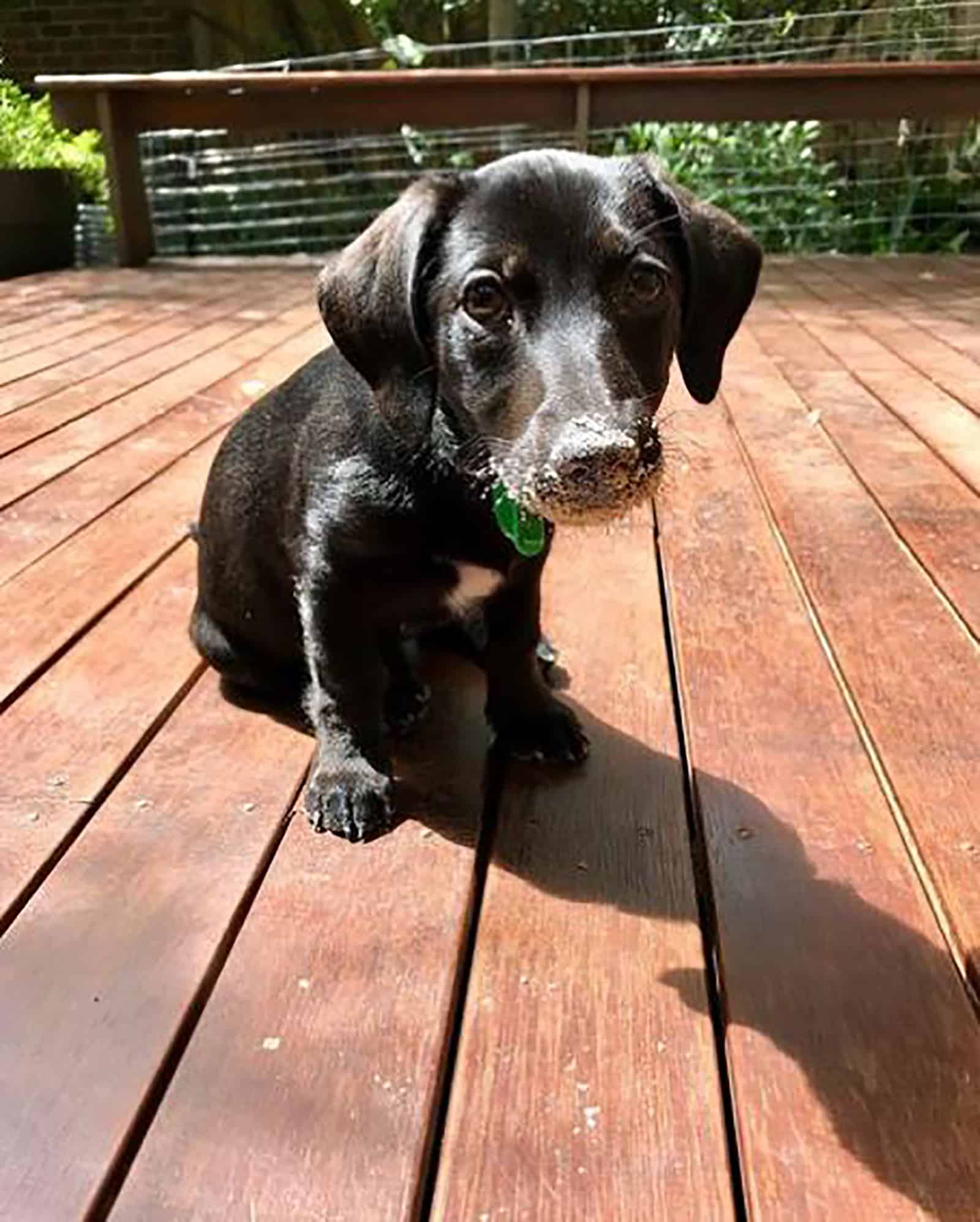 border collie dachshund puppy sitting on the porch