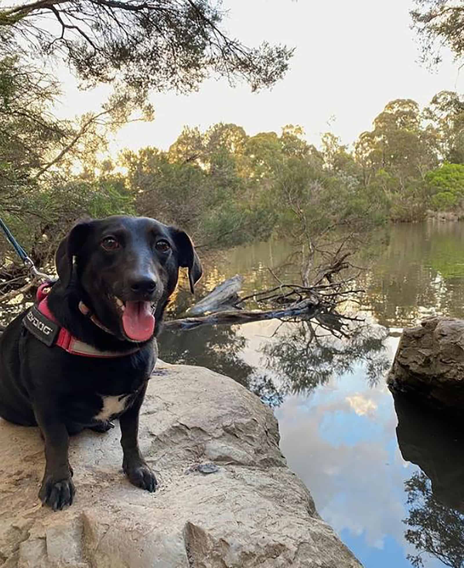 border collie dachshund sitting on the rock