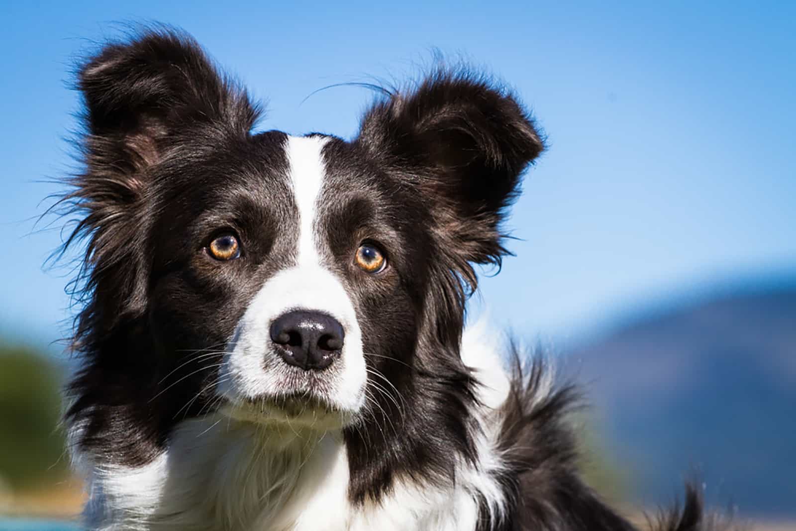 border collie dog in nature
