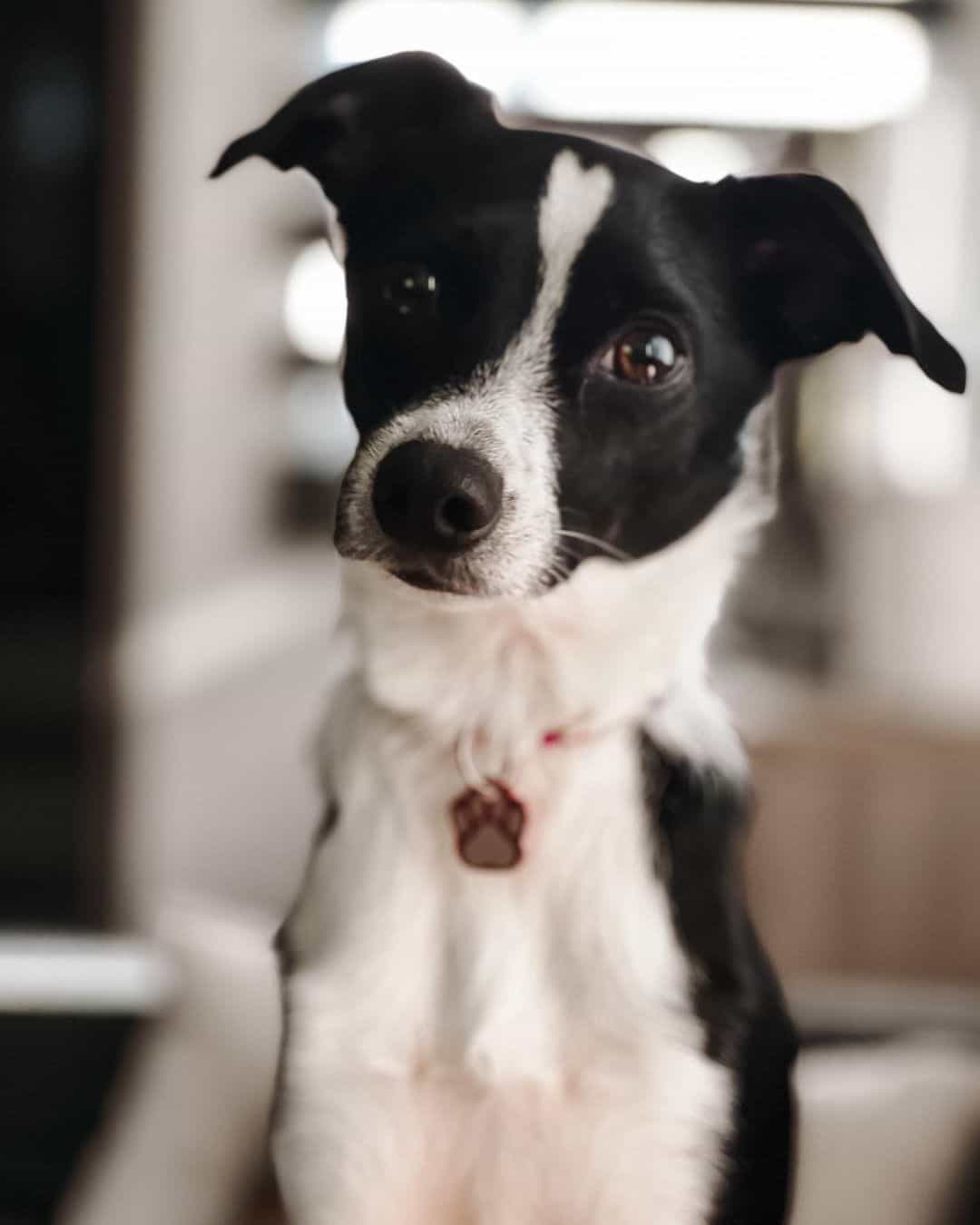 border collie rat terrier mix