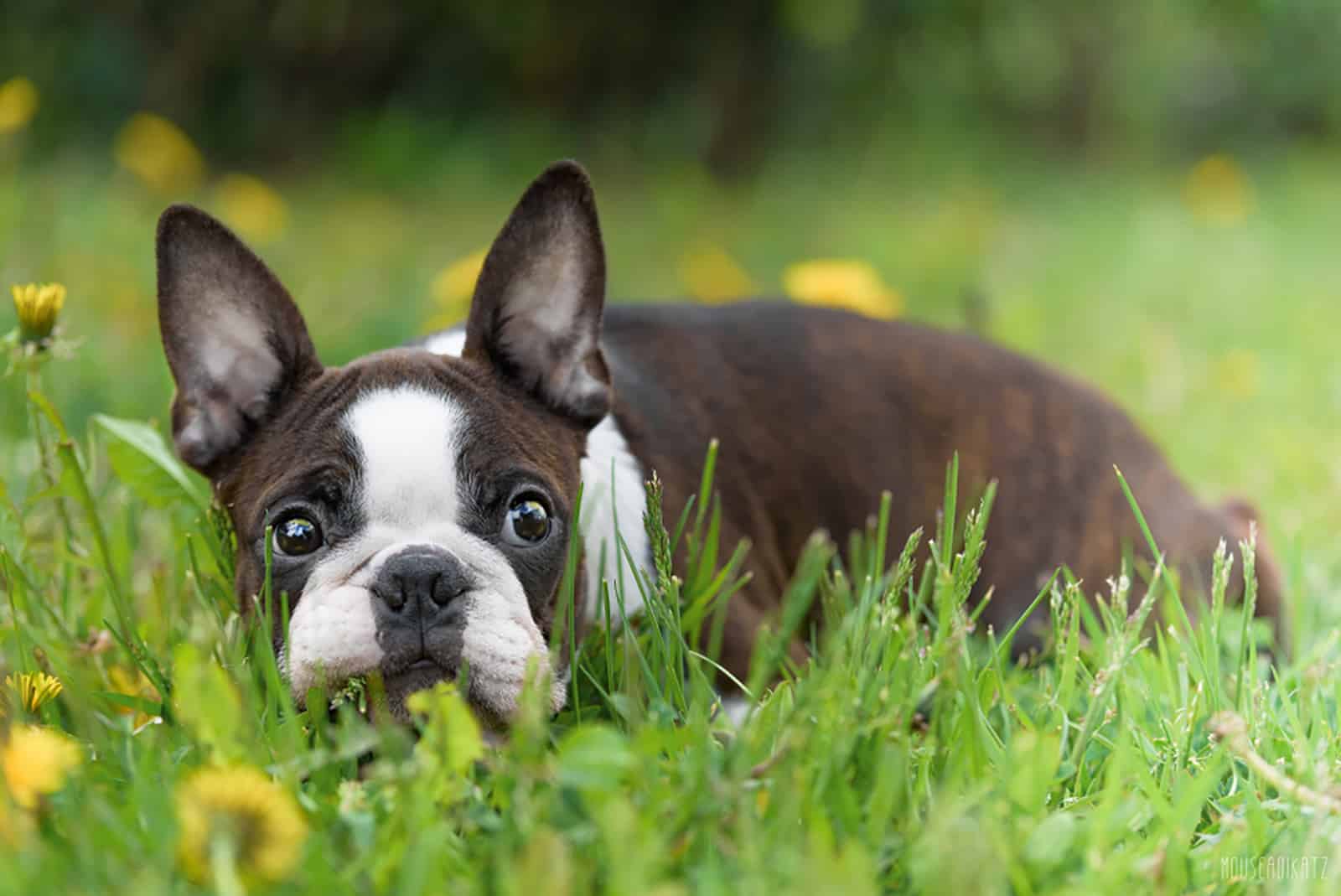 boston terrier lying in the grass