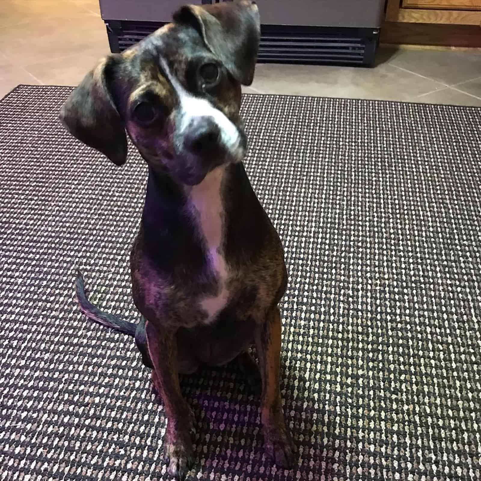 boston terrier beagle mix sitting on the carpet