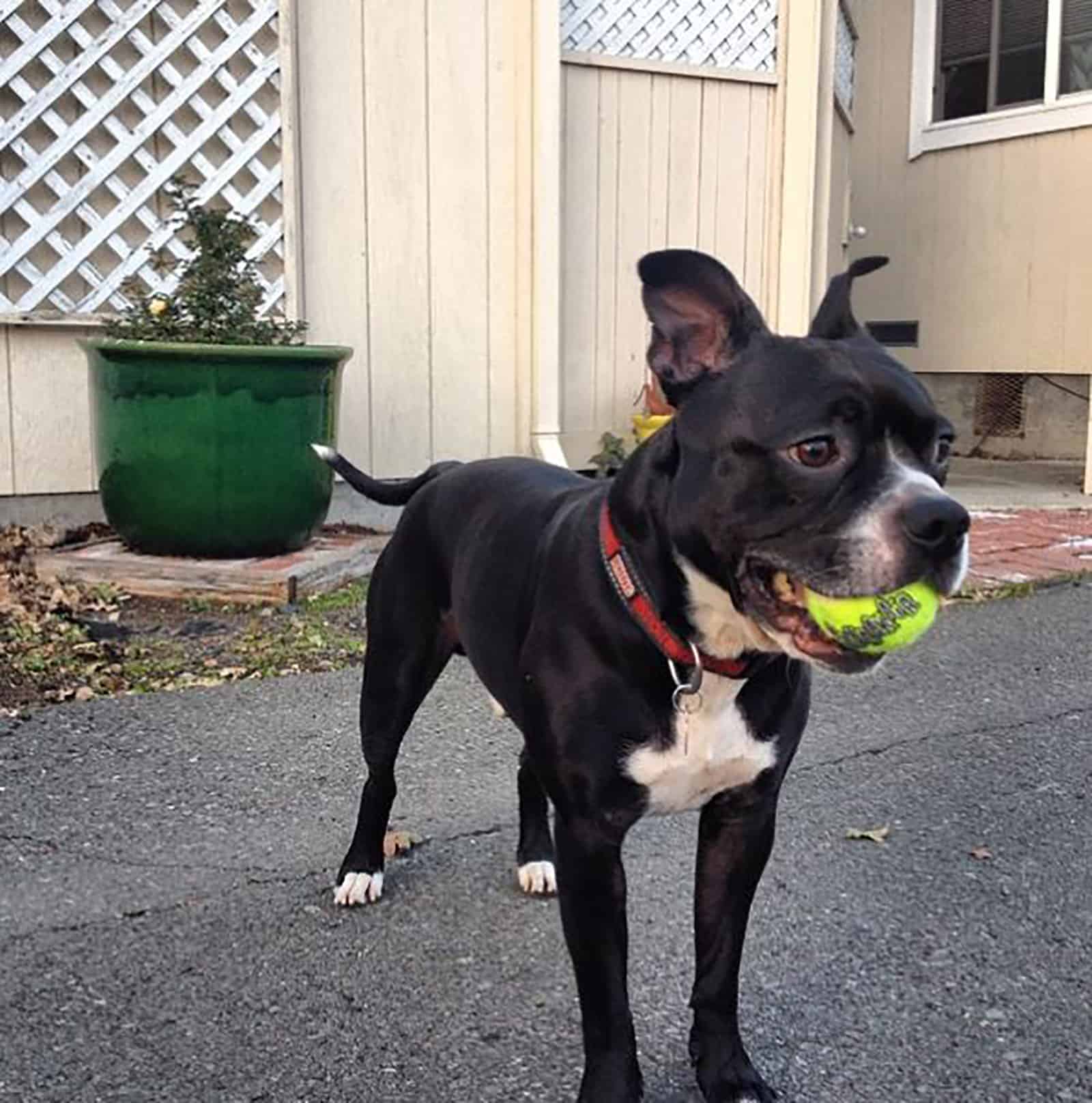 boston terrier pitbull dog playing with a tennis ball