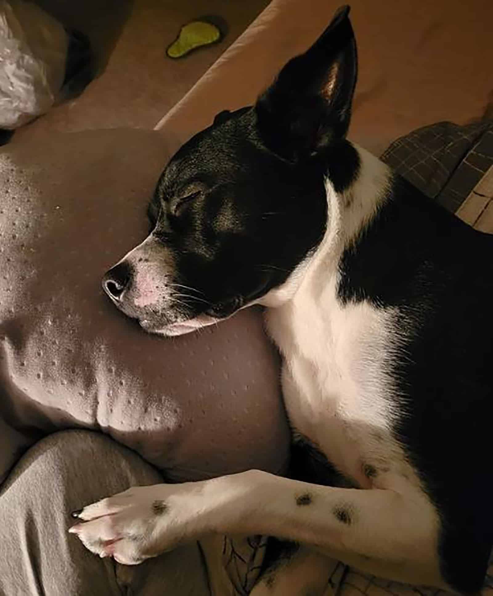 boston terrier pitbull dog sleeping on the couch