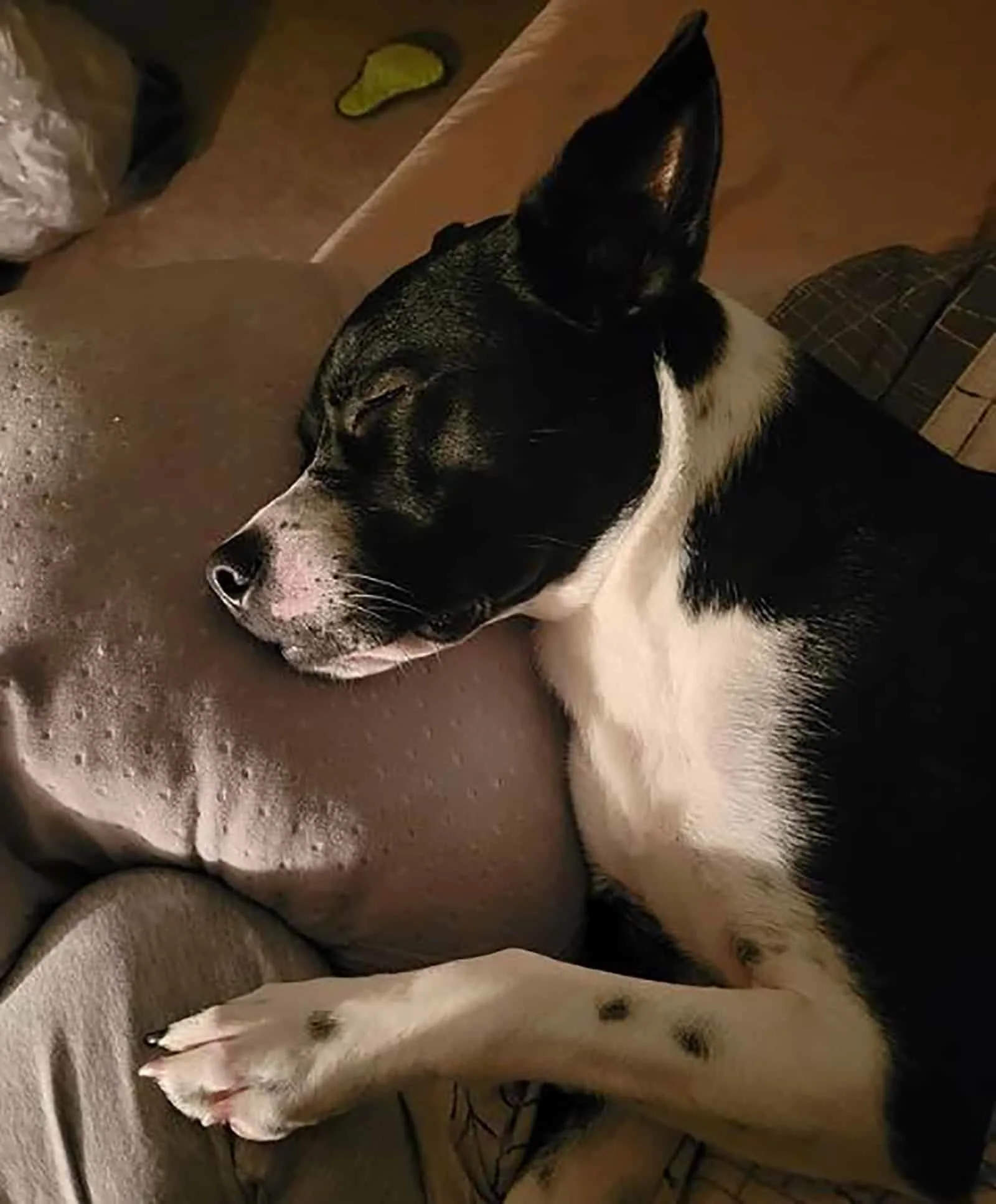 boston terrier pitbull dog sleeping on the couch