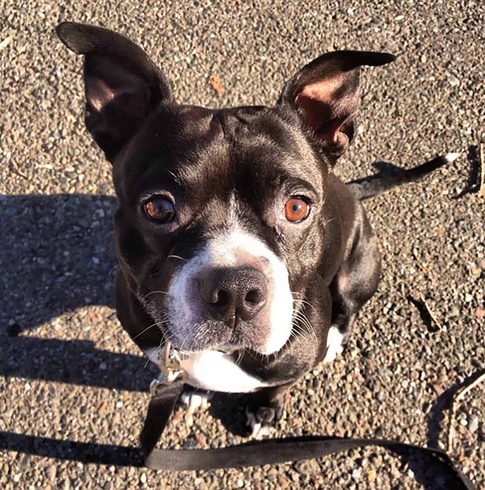 boston terrier pitbull mix puppy