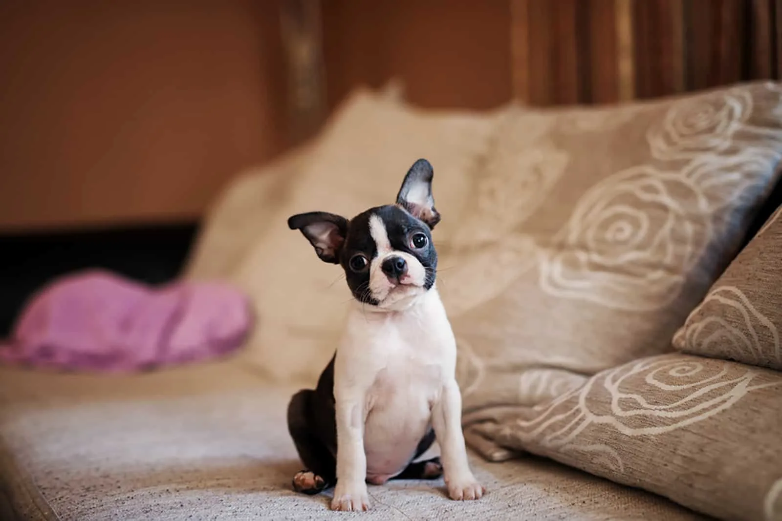 boston terrier puppy sitting on the sofa
