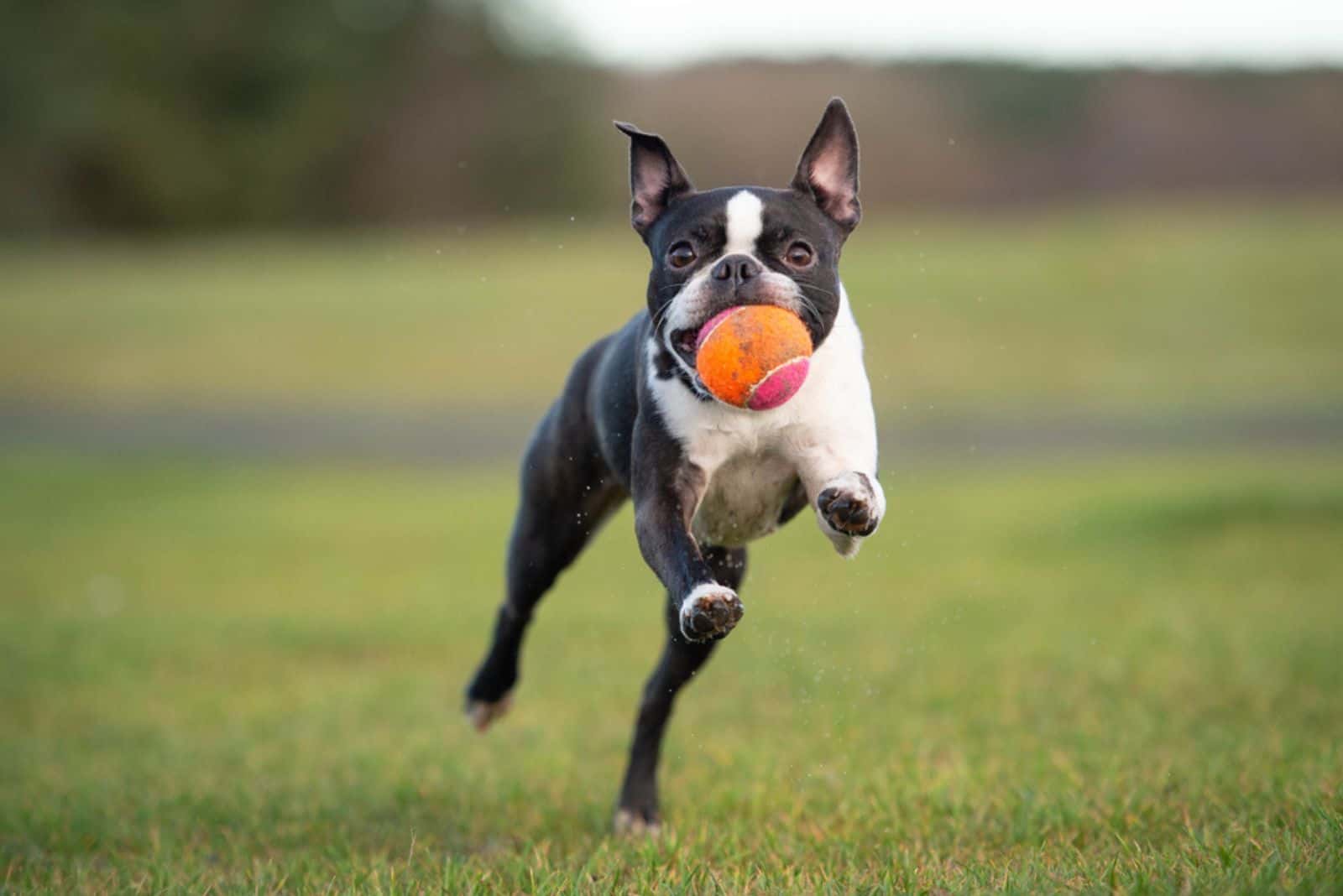 boston terrier running with ball in mouth
