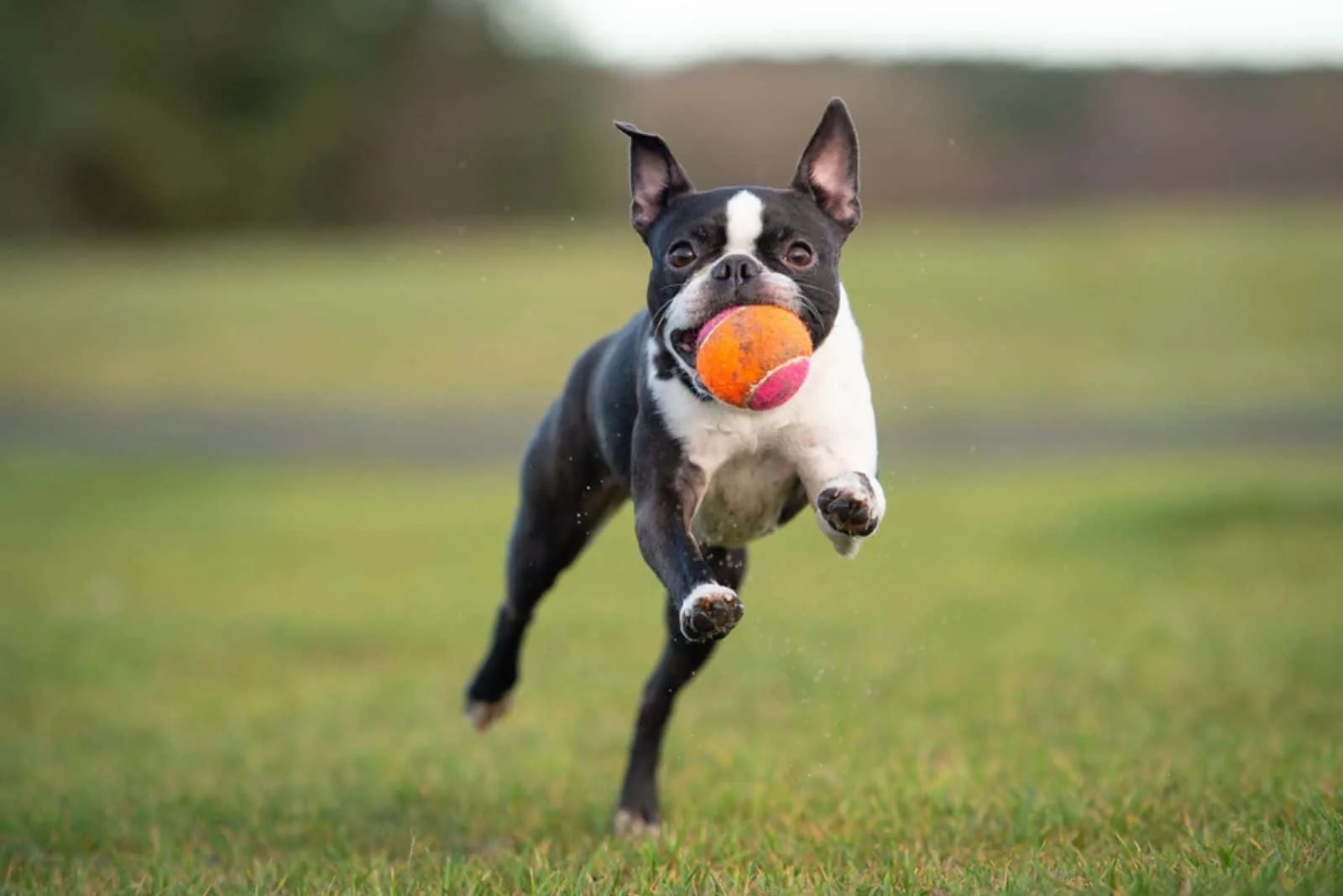 boston terrier running with ball in mouth
