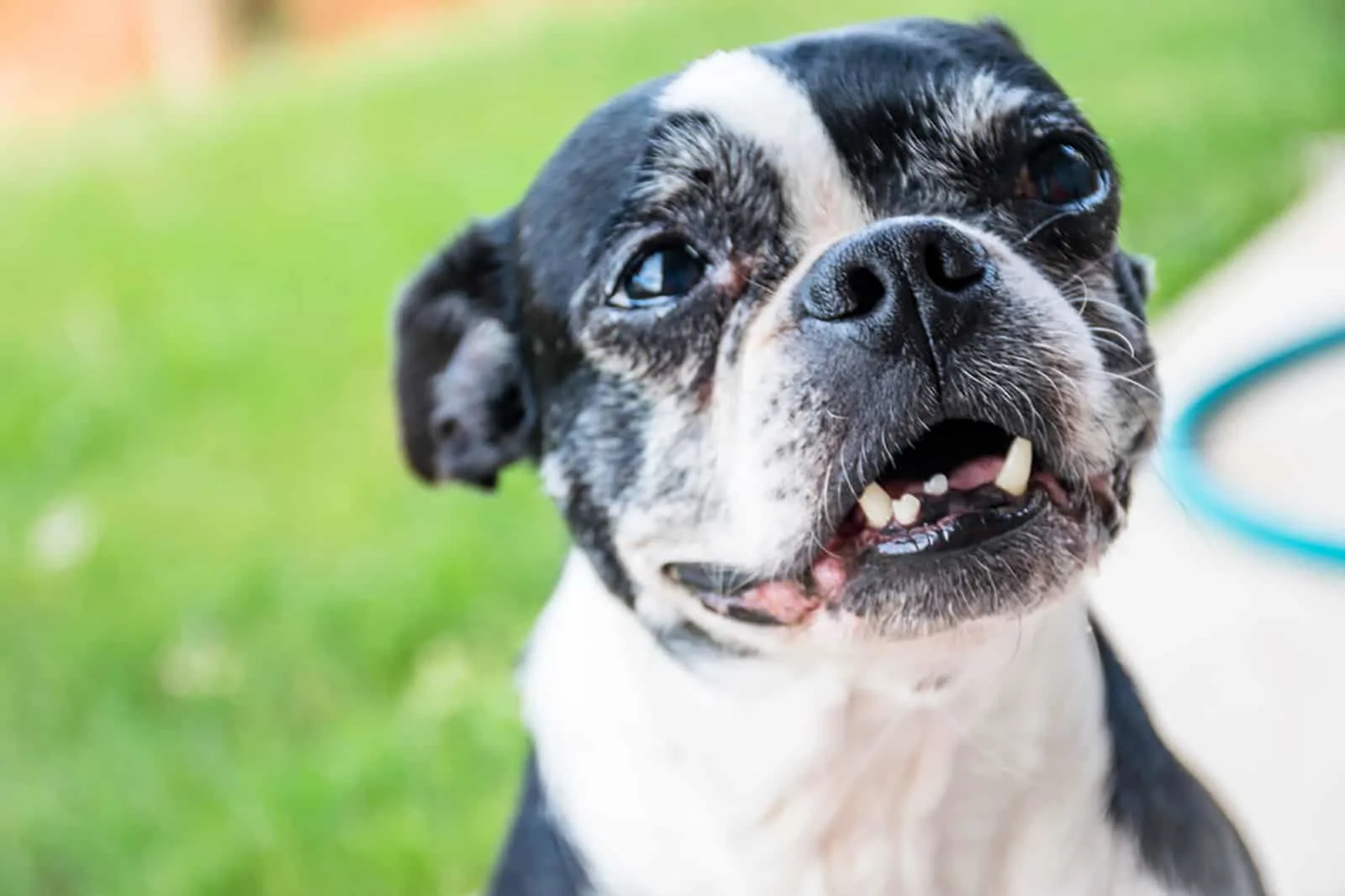 boston terrier showing a few teeth sitting outdoors